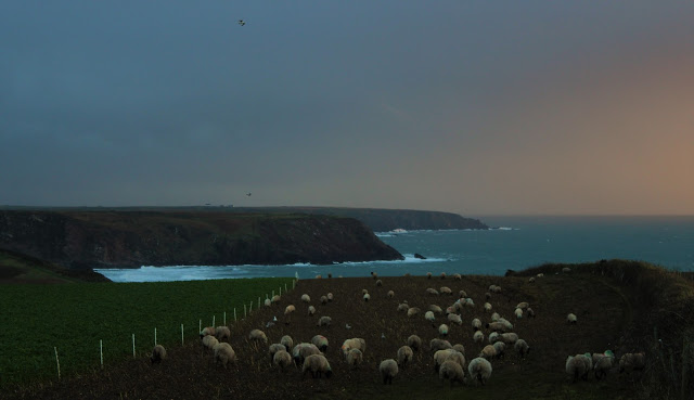 Future Plans - looking along the coastline in Pembrokeshire as the sun goes down, with some sheep in the foreground.