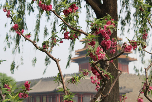 Long Journey Home - snapshots so far. Blossoms in Beijing.
