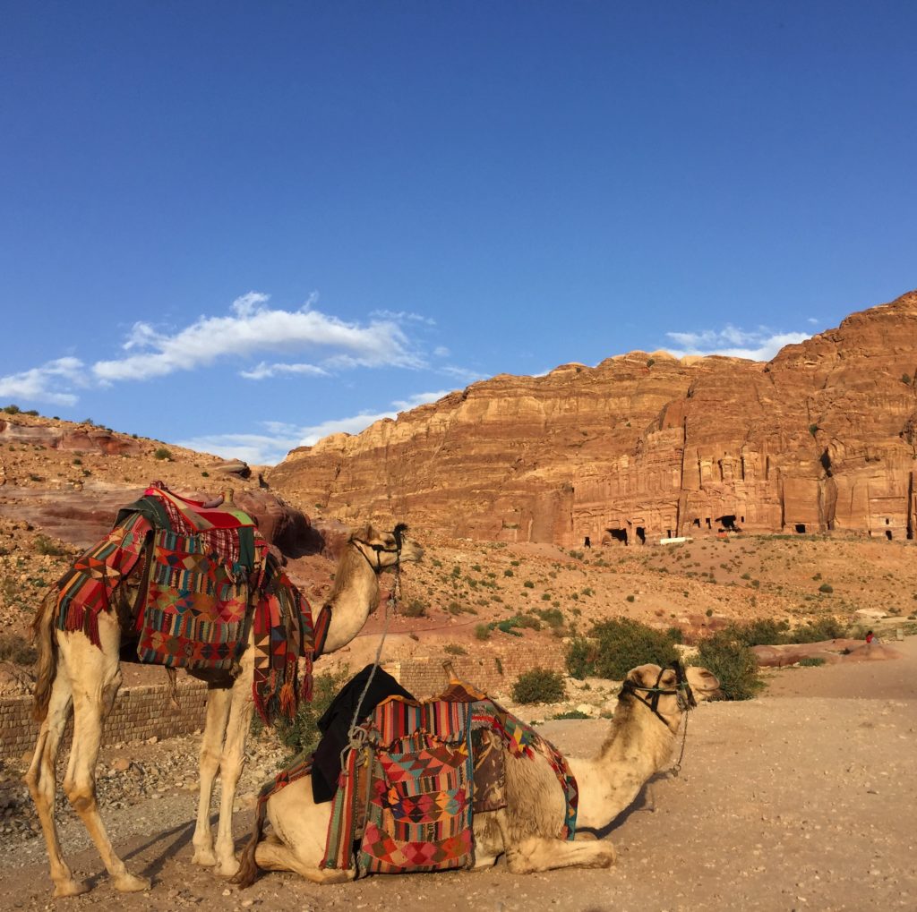 Petra camels March