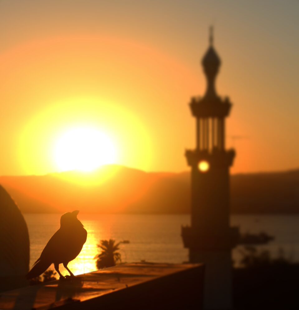 sunset aqaba jordan mosque bird silhoette