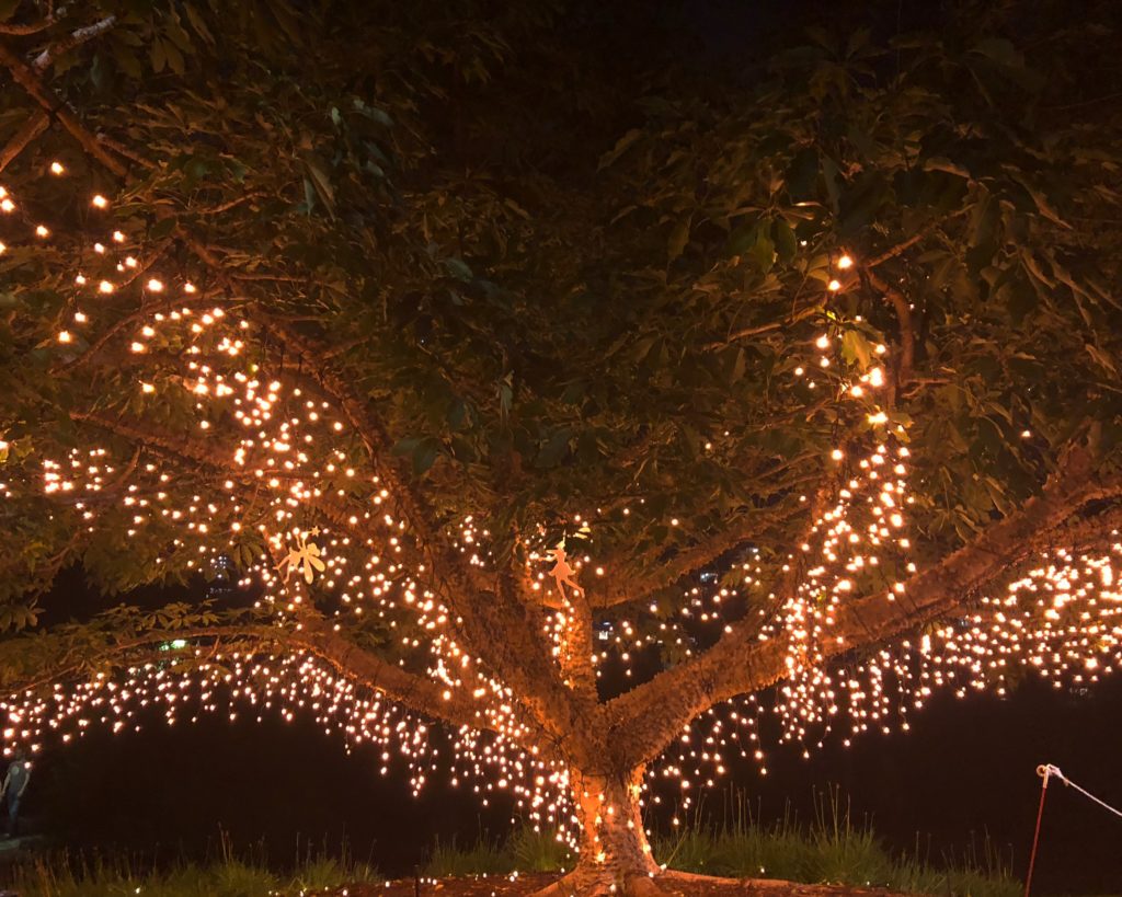 Tree lit up with fairy lights in Brisbane - tales from around the world.