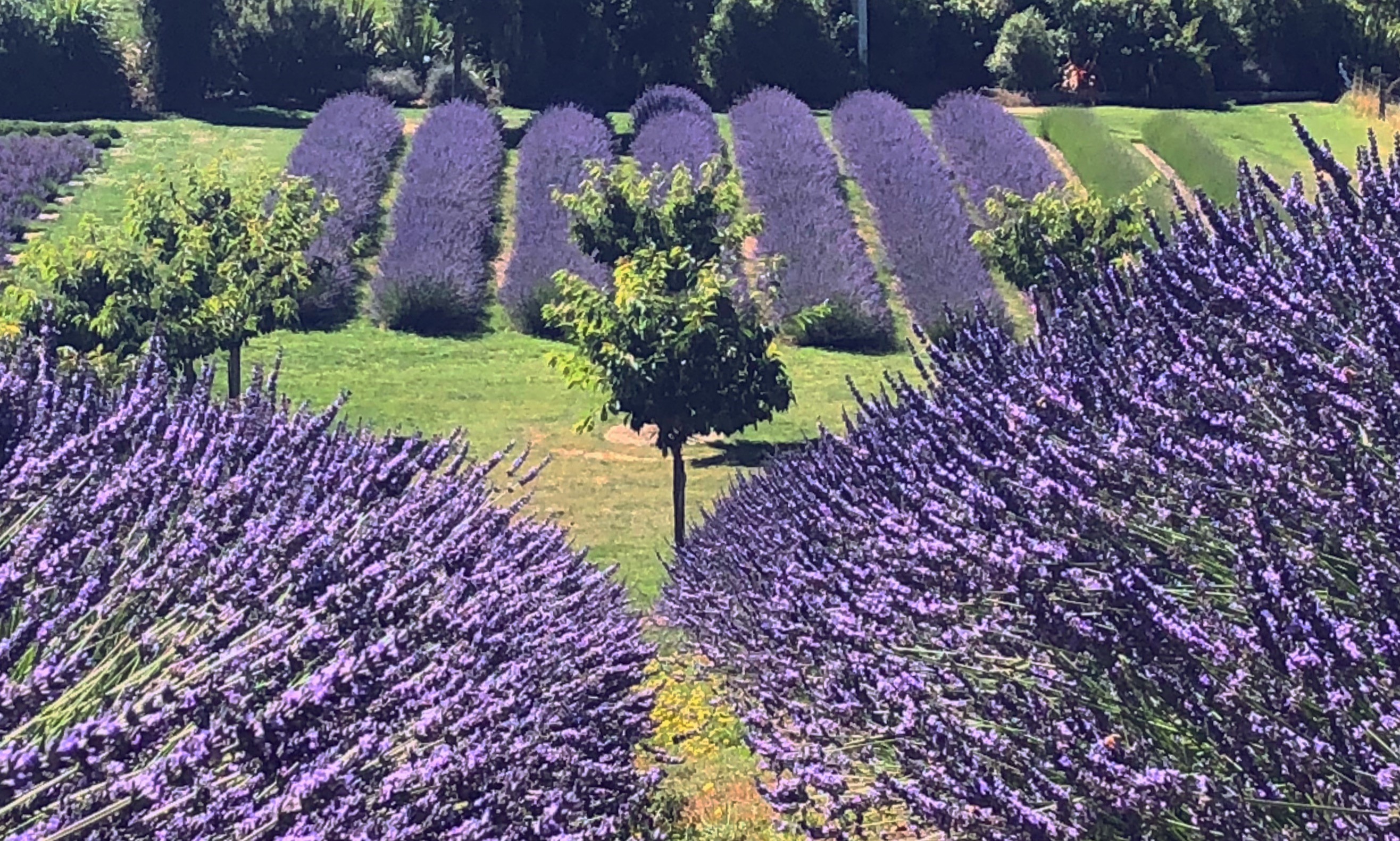 htmw recaps january 2019 lavender farm