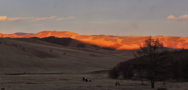 Sunset in Mongolia - hills turned golden by the sun with ponies grazing in the foreground.