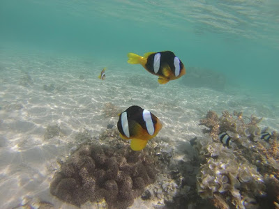 Fish underwater on a reef as seen while snorkelling