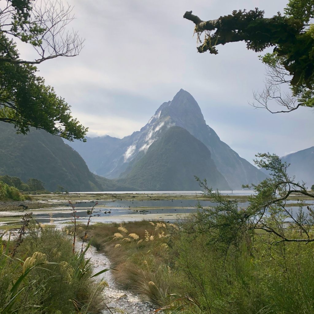A triangular peak, Mitre Peak in Milford Sound, in the background. Framed by foliage and branches in the foreground.