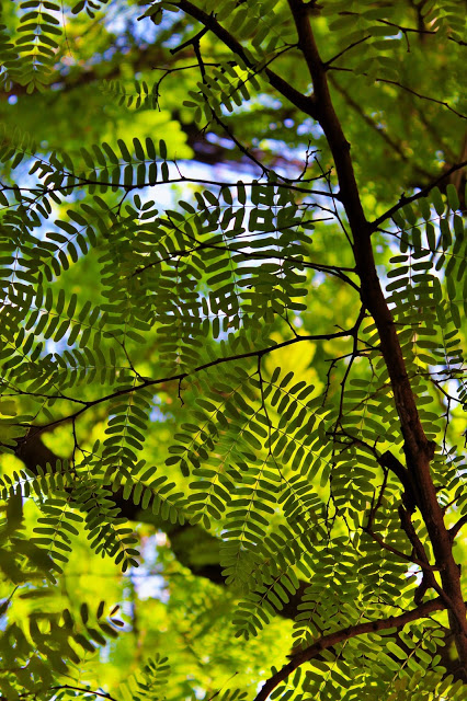 Leaves and shapes, the Philippines