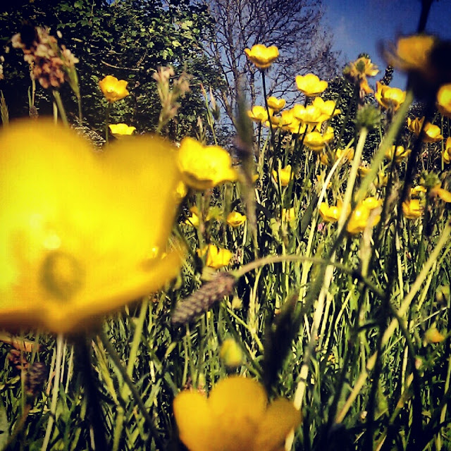 Buttercups on a sunny day