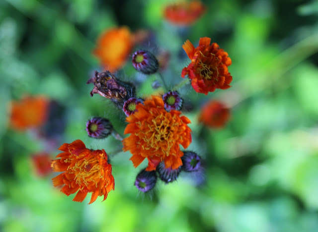 Orange flowers in summer nostalgia