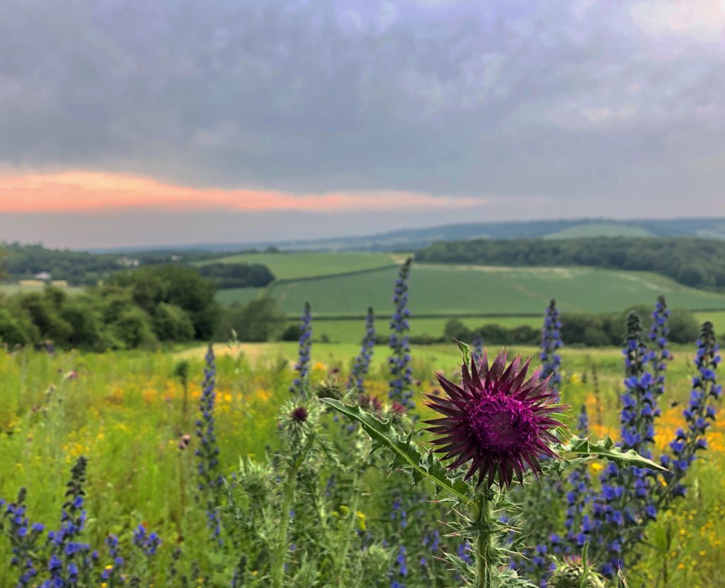 Wildflowers growing in front of a blurred country scene in the background, Kent in June 2019