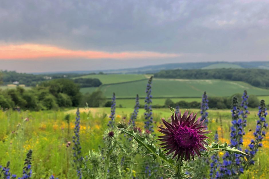 Wildflowers growing in front of a blurred country scene in the background, Kent.