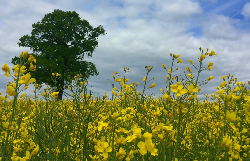 Yellow oil seed rape in flower with a tree in the background against a blue sky with clouds.
