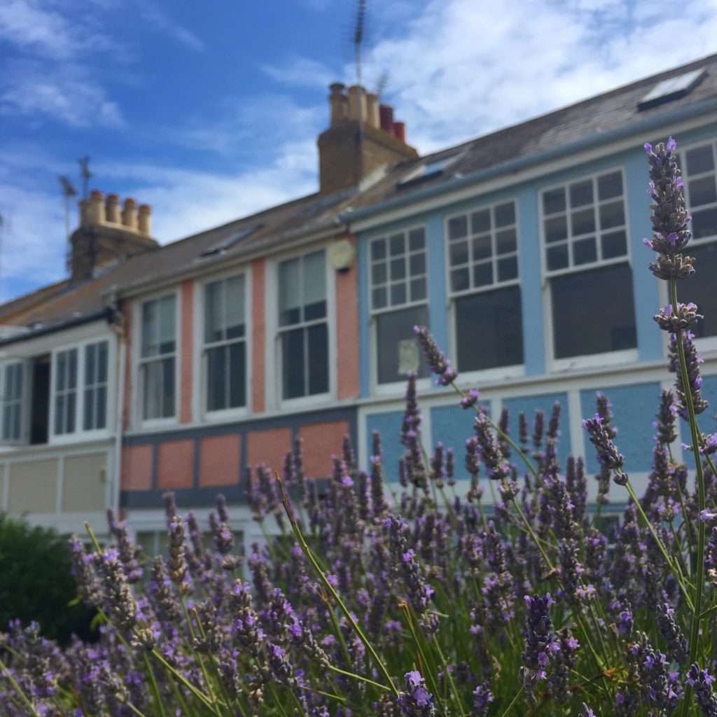 Clapboard houses of multiple colours with lavender growing in front in Whitstable, Kent.