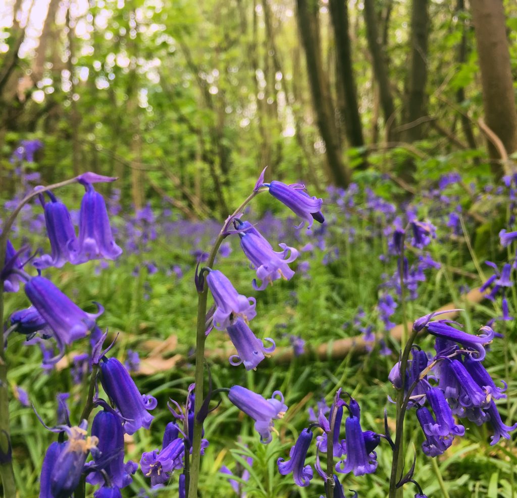 May 2019 - bluebells in a wood