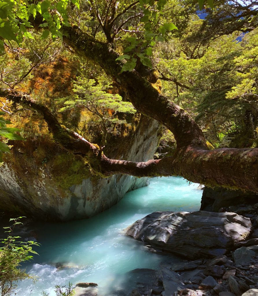 Turquoise blue melt water stream gushing past grey boulders. There is orange lichen clinging to one boulder, and a tree overhanging the river covered in green leaves.