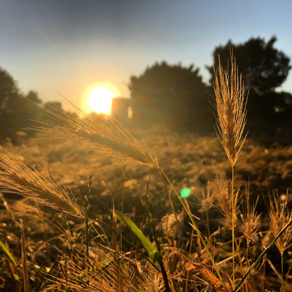 July 2019 - sunset at Primrose Hill