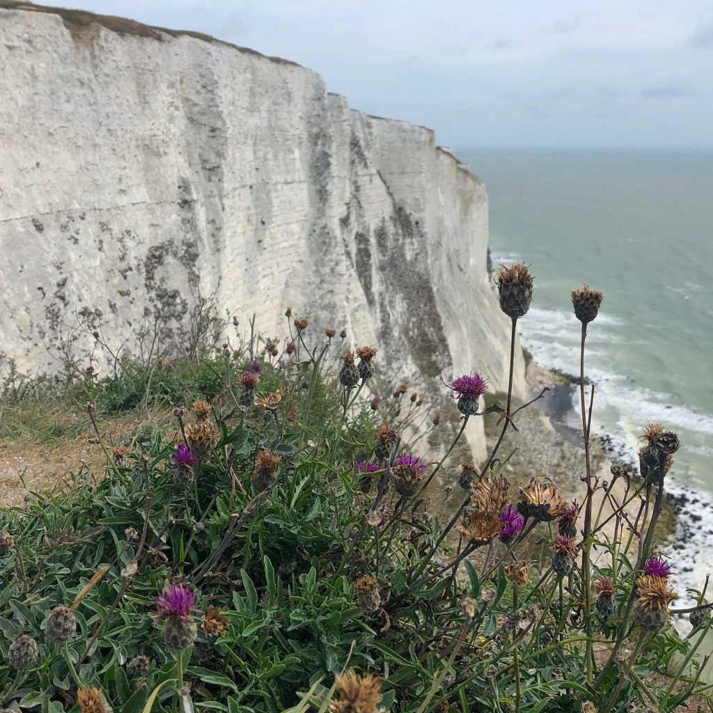 happiness - standing at the top of the white cliffs of dover with purple plants in the foreground and the sea and cliffs slightly blurred out behind