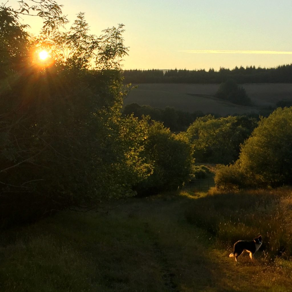 Happiness - sunset glowing on trees and long grasses, with a Collie dog standing to the right of the image.