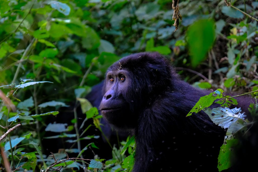 A gorilla looking upwards as it sits amongst the dense green foliage of a jungle in Uganda.