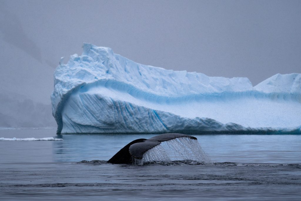 Antarctica. A blue iceberg in the background, with grey skies behind, and a whale's tail as it dives below the surface.