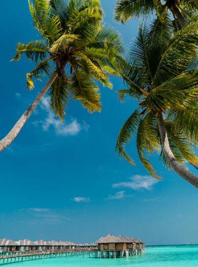 Palm trees waving above, a bright blue sky, with a turquoise sea and over-water huts in the Maldives.