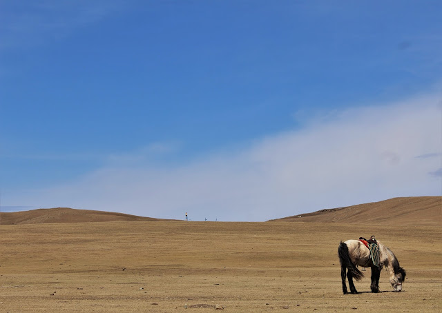 A horse grazing on the sparse brown grass on the Mongolian steppe. The horse is at the bottom right of the image, wearing a saddle, with the steppe rising up behind it.