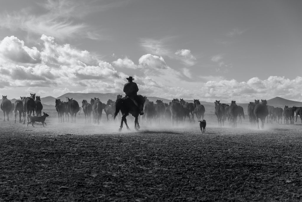 Bucket list. A black and white image of a cowboy riding a horse, rounding up horses with two dogs. Lots of dust is being thrown up.