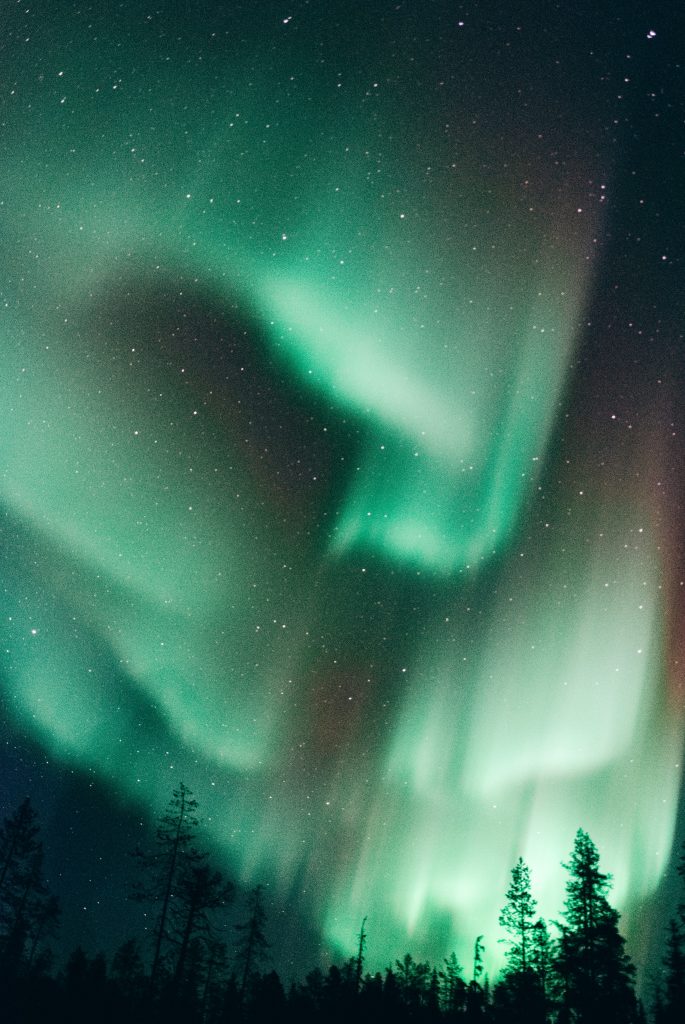 The Northern Lights shining green in a star-covered sky over a pine forest. 