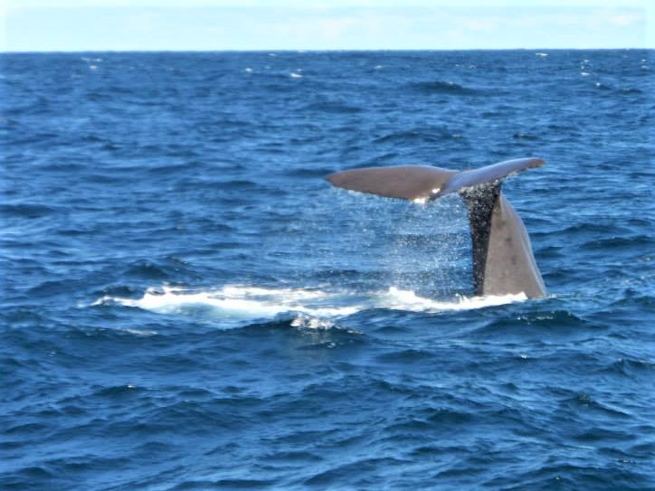 Bucket list. Kaikoura - a sperm whale dives beneath the waves. The image shows only his tail fin as he goes under.