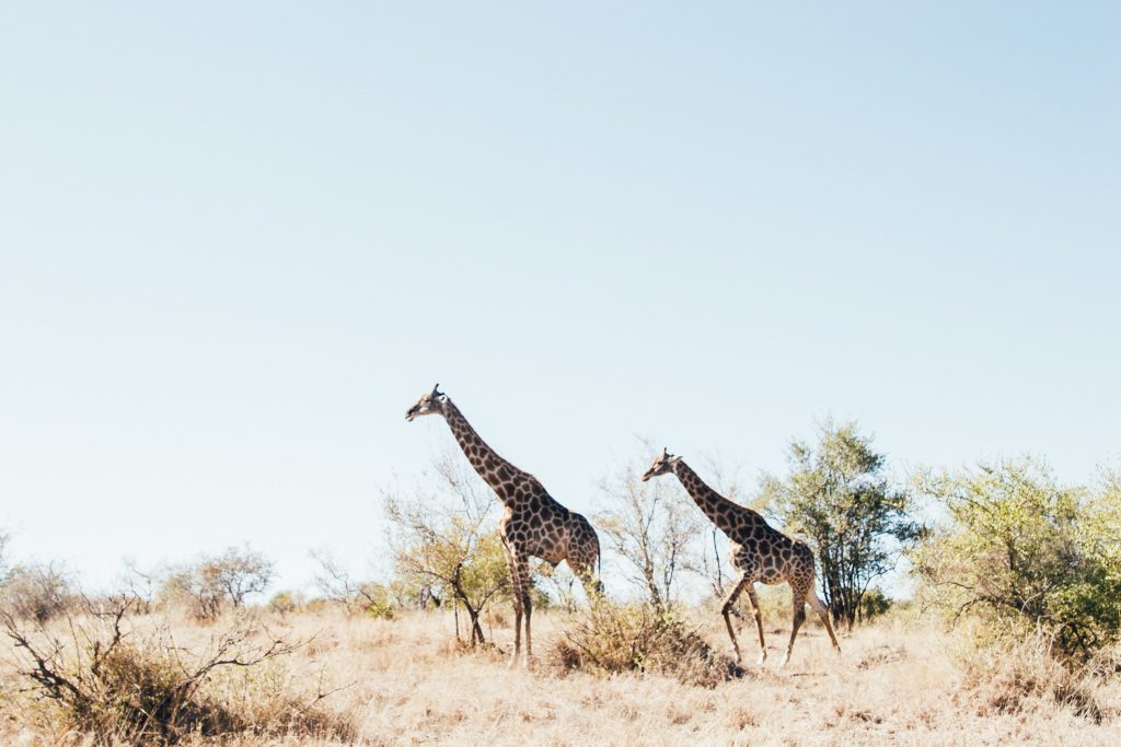 Bucket list. African safari. Two giraffes walking across the scrubby, bushy savanna with a pale blue sky in the background.