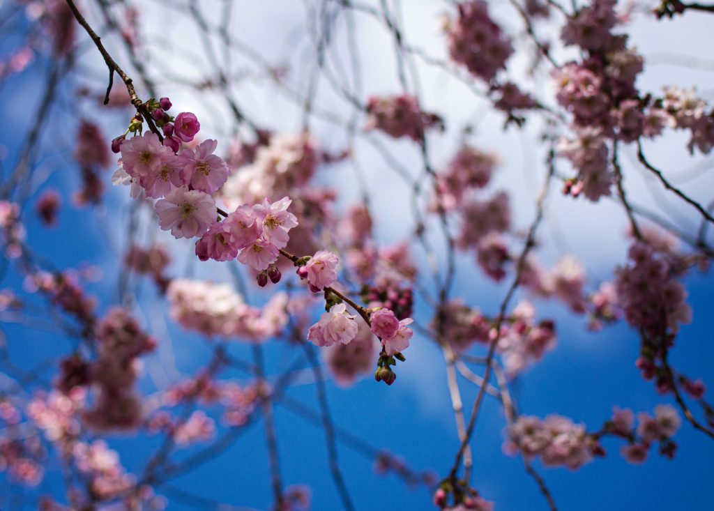 Pink blossoms against a blue sky.