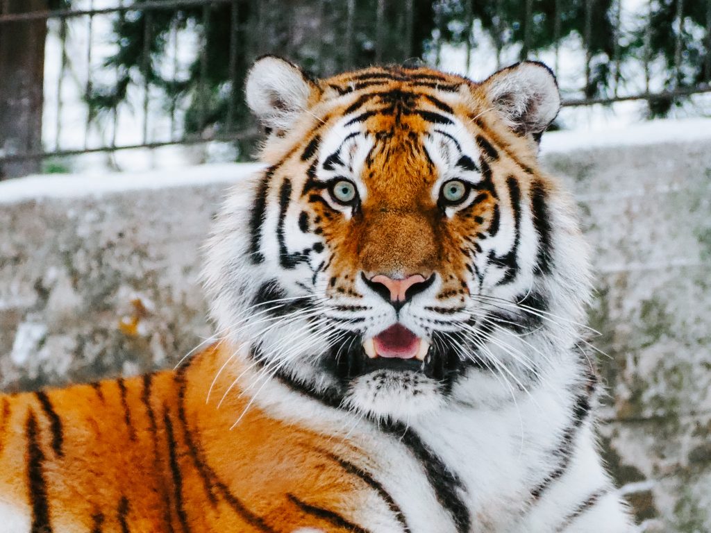 A tiger staring straight at the camera.