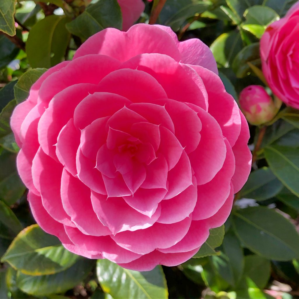 Q2 review - a pink rose, slightly off centre, and very symmetrical.