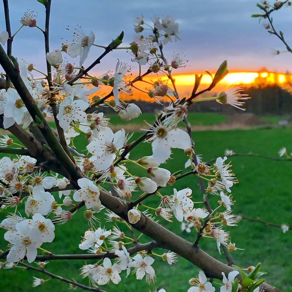 Sunset with blossoms in the foreground, Germany.