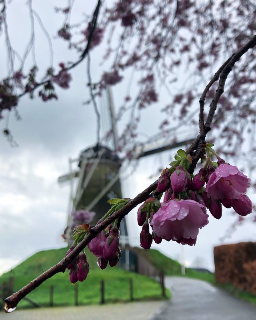 Blossoms in the foreground with a windmill in the background.