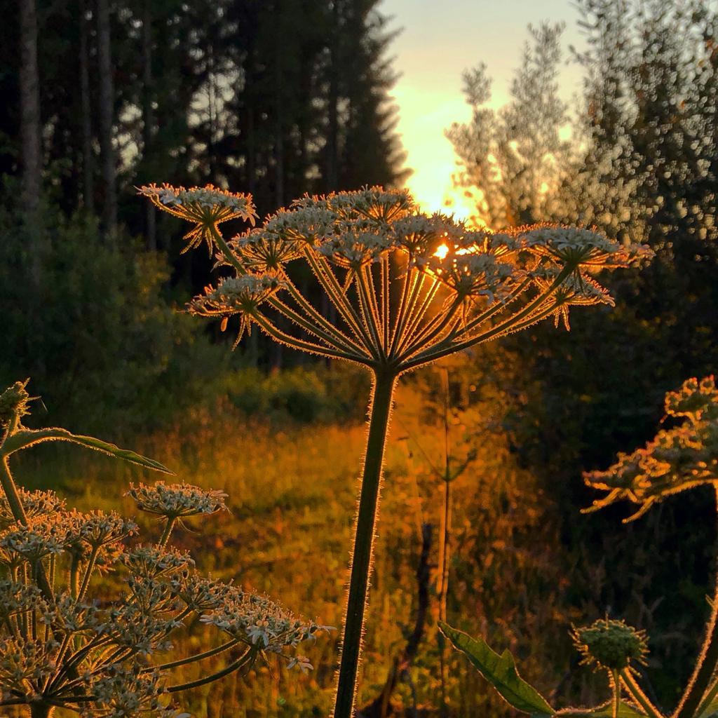 Q3 2020 - sunset shining through a close up of a flower.