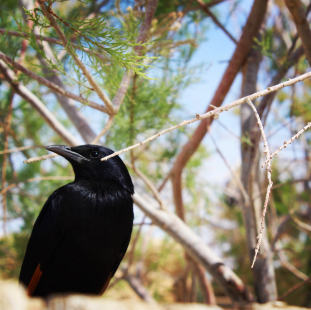 Bird in Masada - tales from around the world.