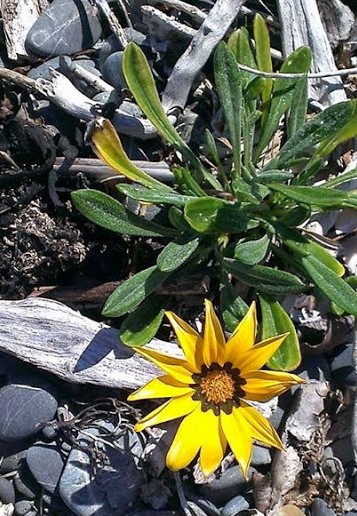 A yellow flower on a pebble beach
