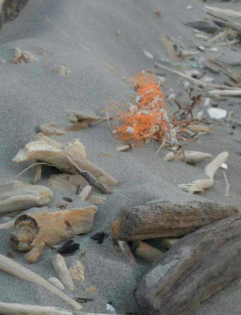 Driftwood and debris on Waikanae Beach
