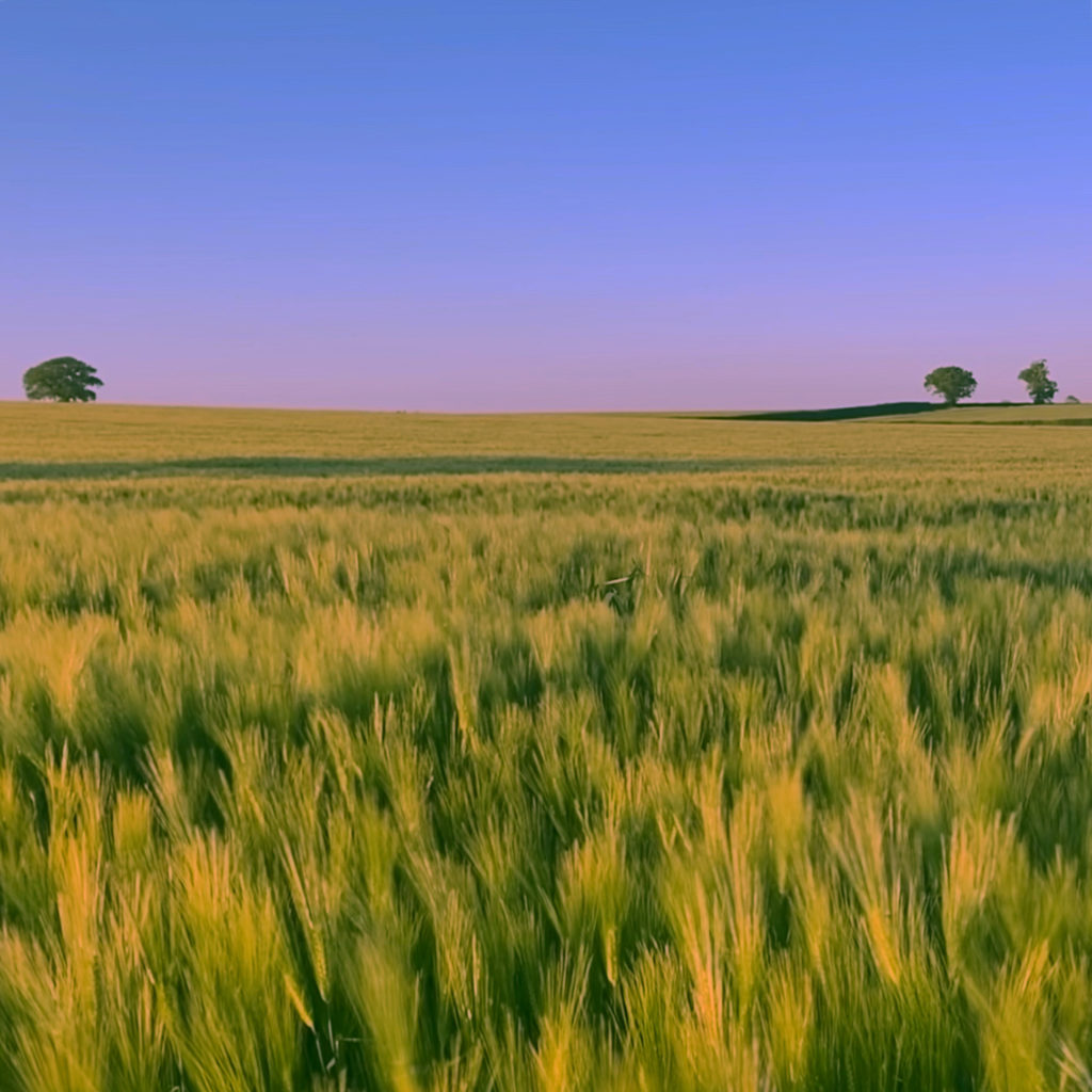 2021 sunset over a wheat field