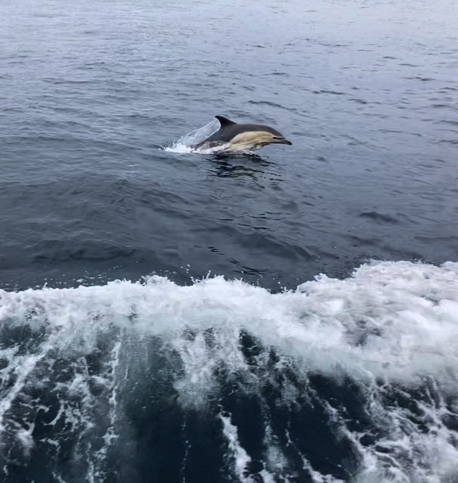 A dolphin jumping out of the water near St Kilda.