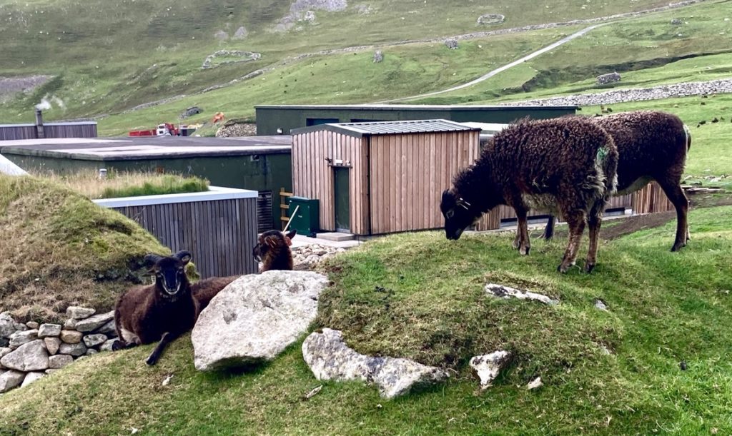 Sheep on Hirta, St Kilda.