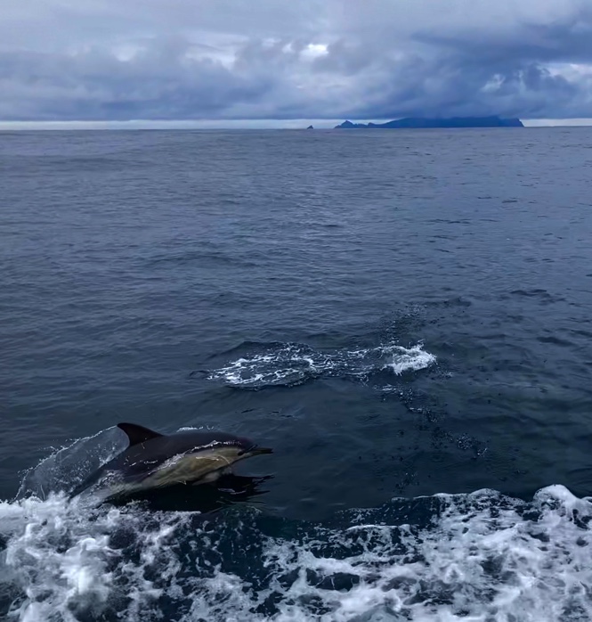 A dolphin leaping out of water with St Kilda in the distance.